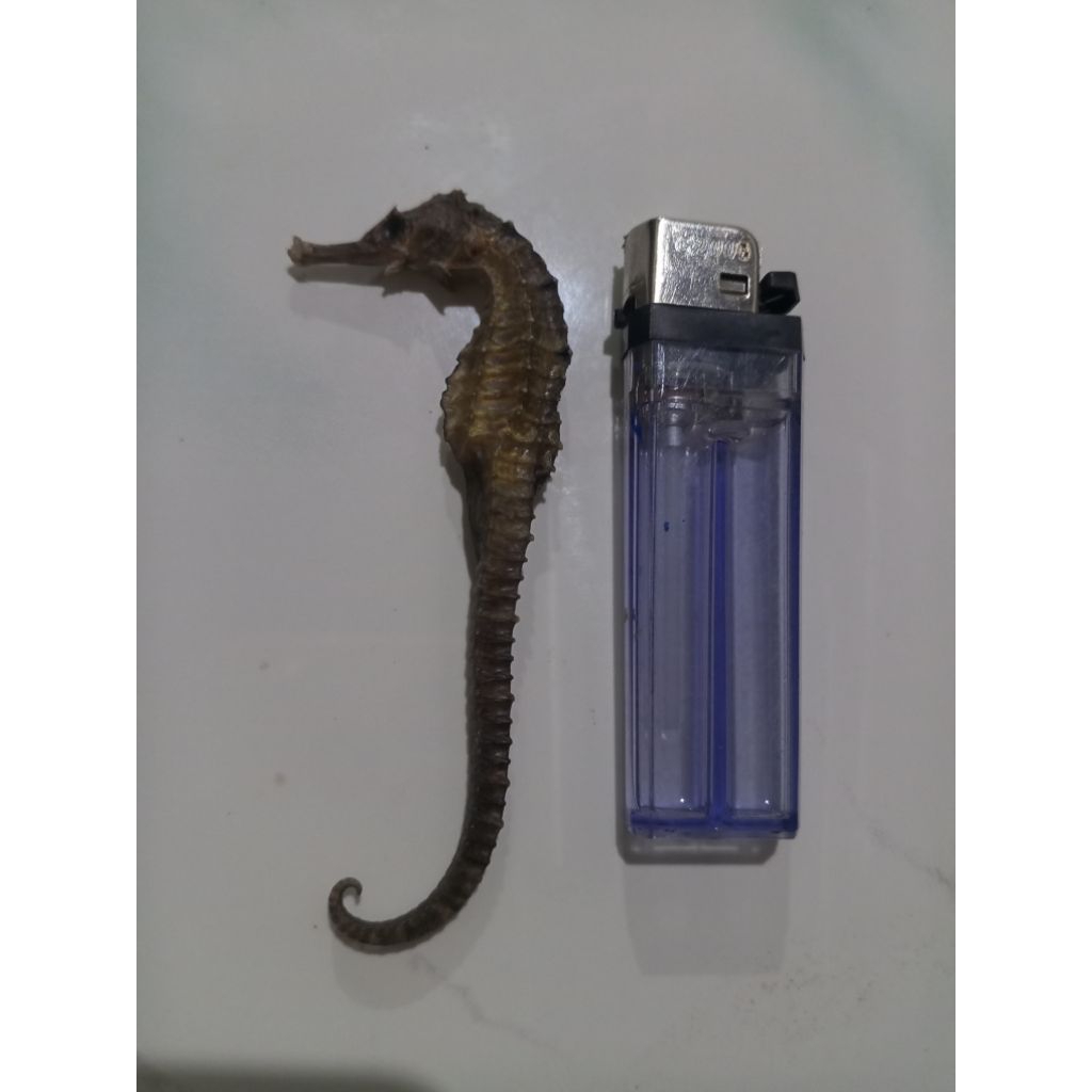 

Kuda Laut Kering l Isi Rendaman Gingseng Herbal