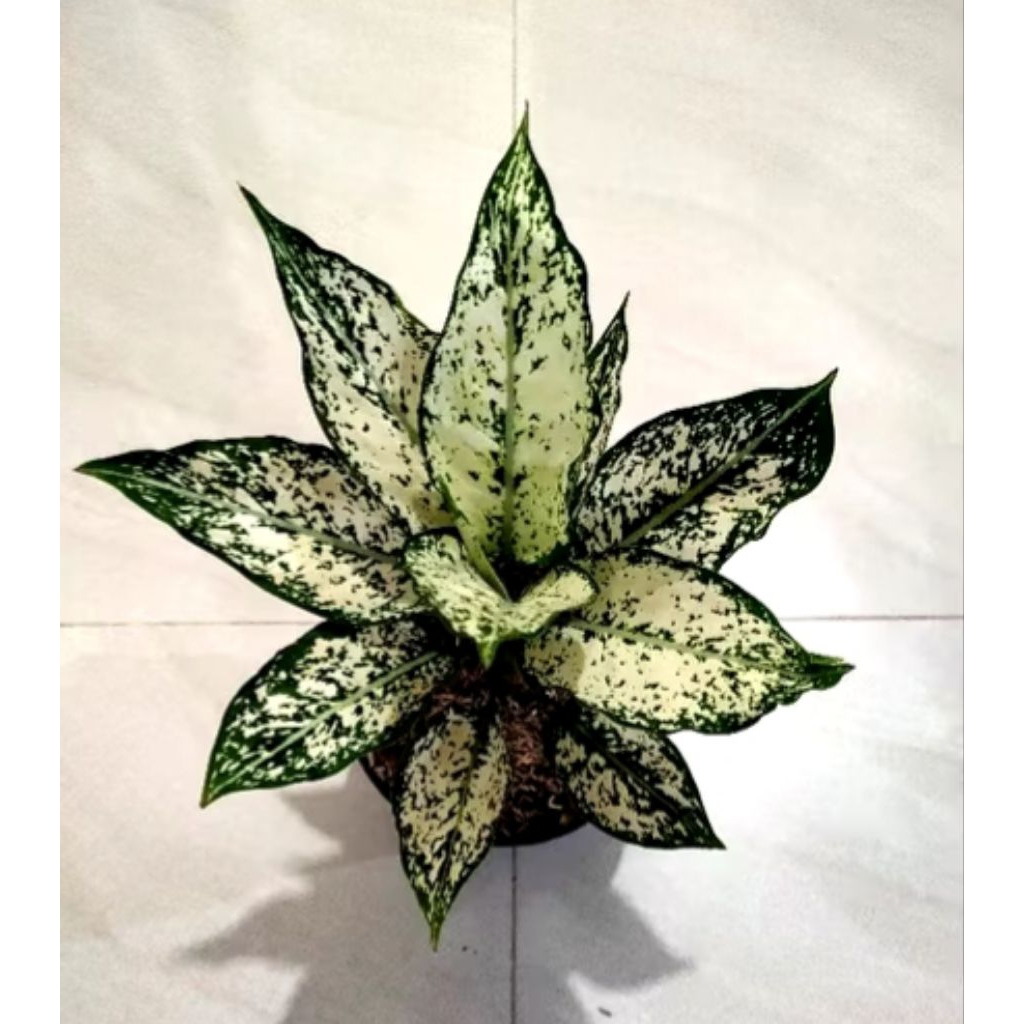 ( BISA COD ) PROMO Tanaman hias aglonema snow white - aglonema snow white