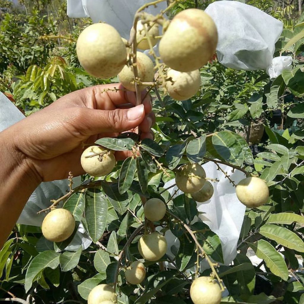 bibit kelengkeng matalada okulasi & cangkok