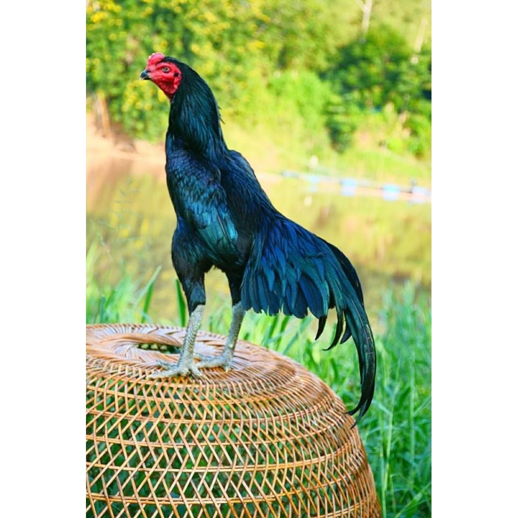 

Telur Ayam Bangkok Thailand Larkumbang Fertil siap untuk ditetaskan