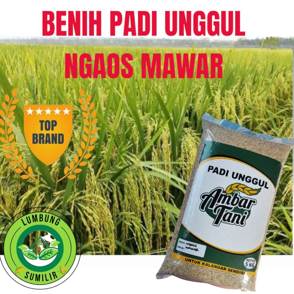 BENIH PADI NGAOS MAWAR 5KG