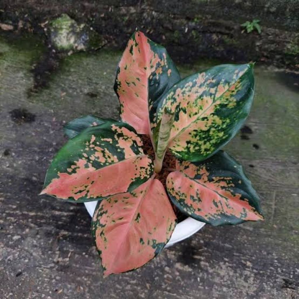 Aglonema Khocin Ebony