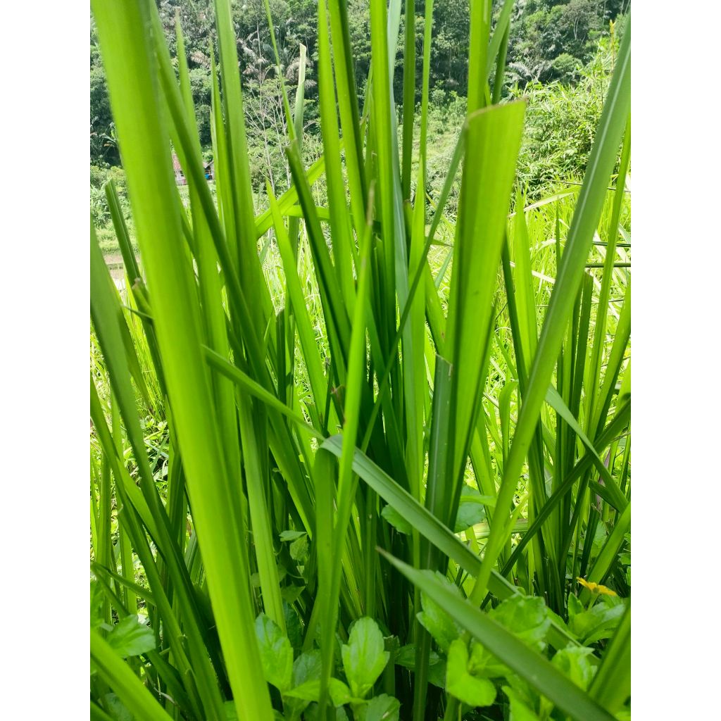 

DAUN ALANG ALANG DAUN RUMPUT ILALANG SEGAR