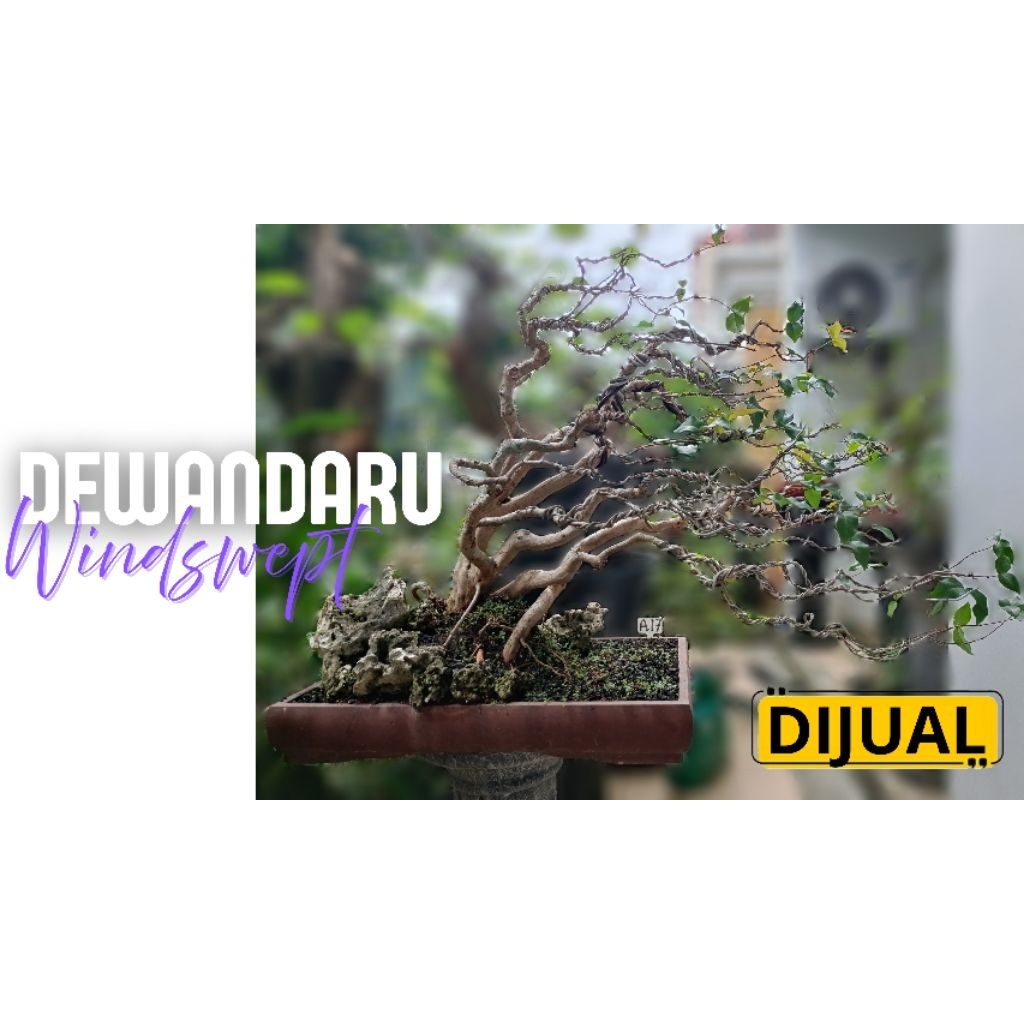 BONSAI DEWANDARU TERTIUP ANGIN