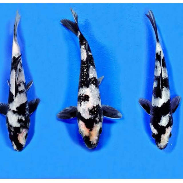 PAJANGAN AQUARIUM / Koi Shiro Utsuri 17-20cm - koi blitar berkualitas