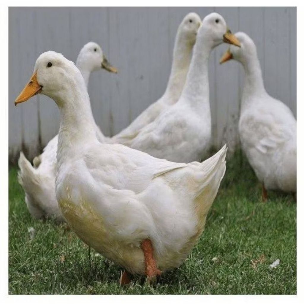 

bebek Peking pilihan super