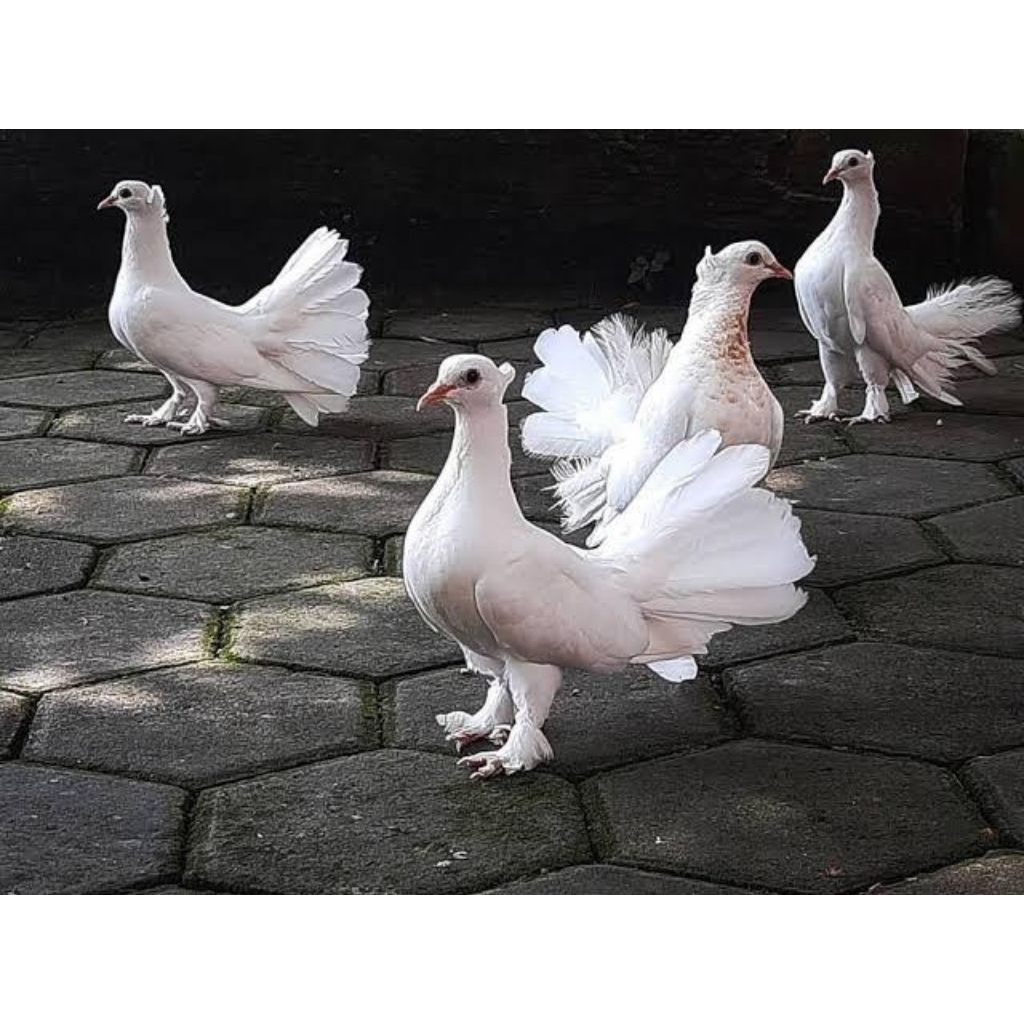 merpati kipas pilihan super bagus buat aviary ulang tahun dll