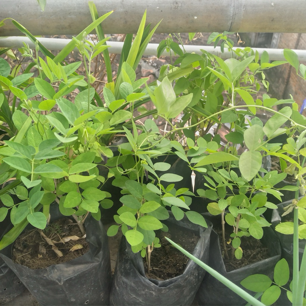 pohon bunga telang 1kg 2 polibang cod es telan