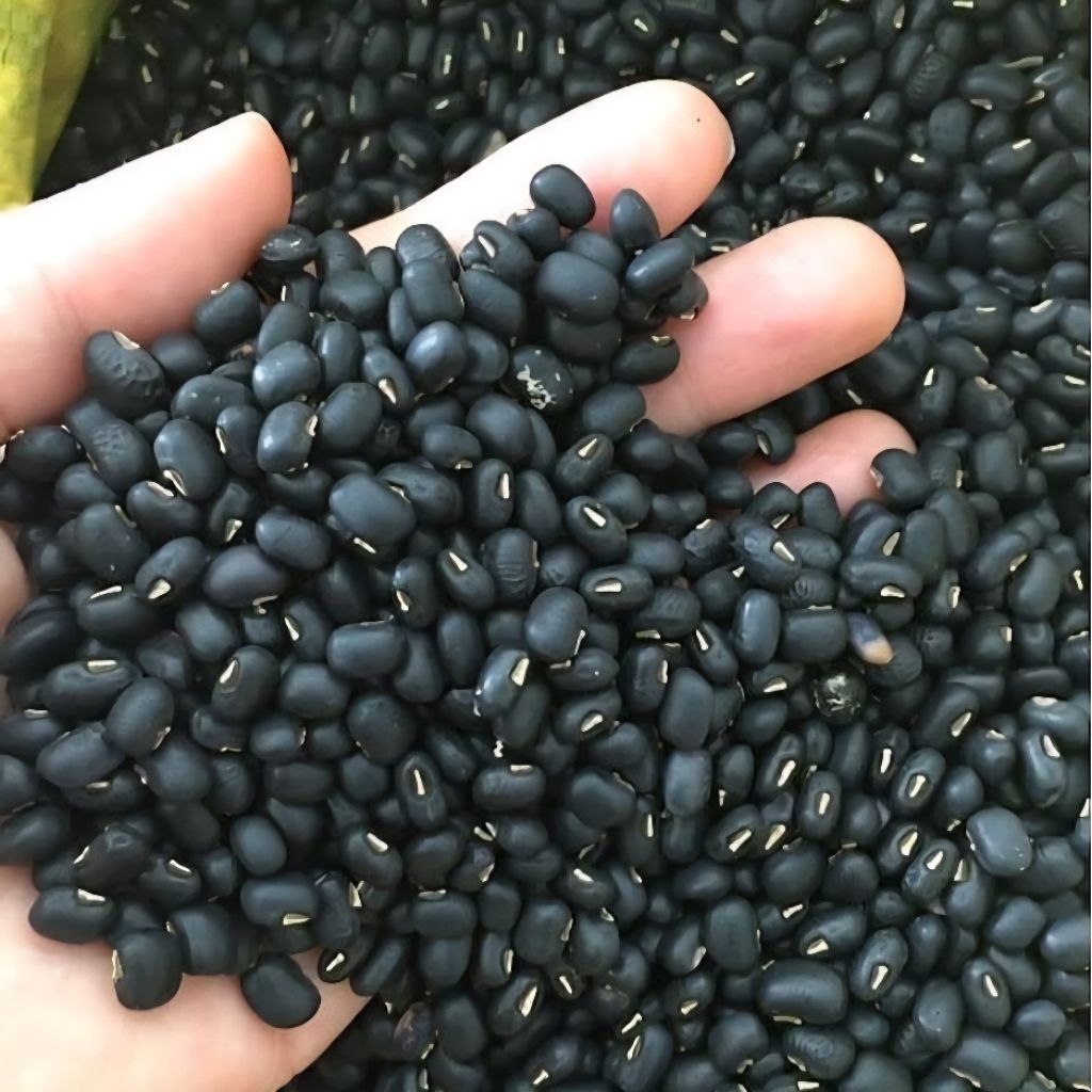 

Biji Kedelai Hitam | Kacang Ke dele hitam Mentah Malika Murah