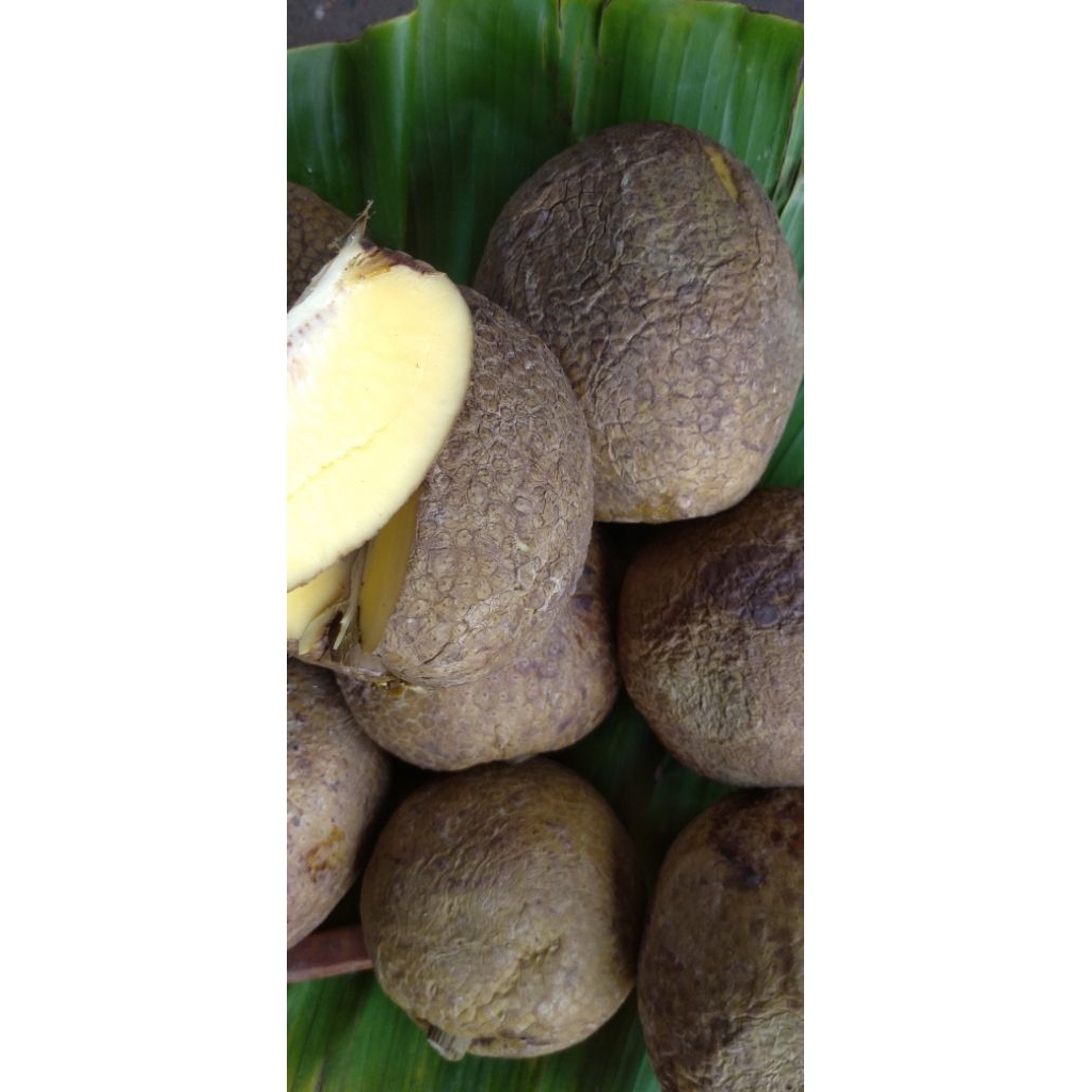 

Buah Sukun Sokon matang