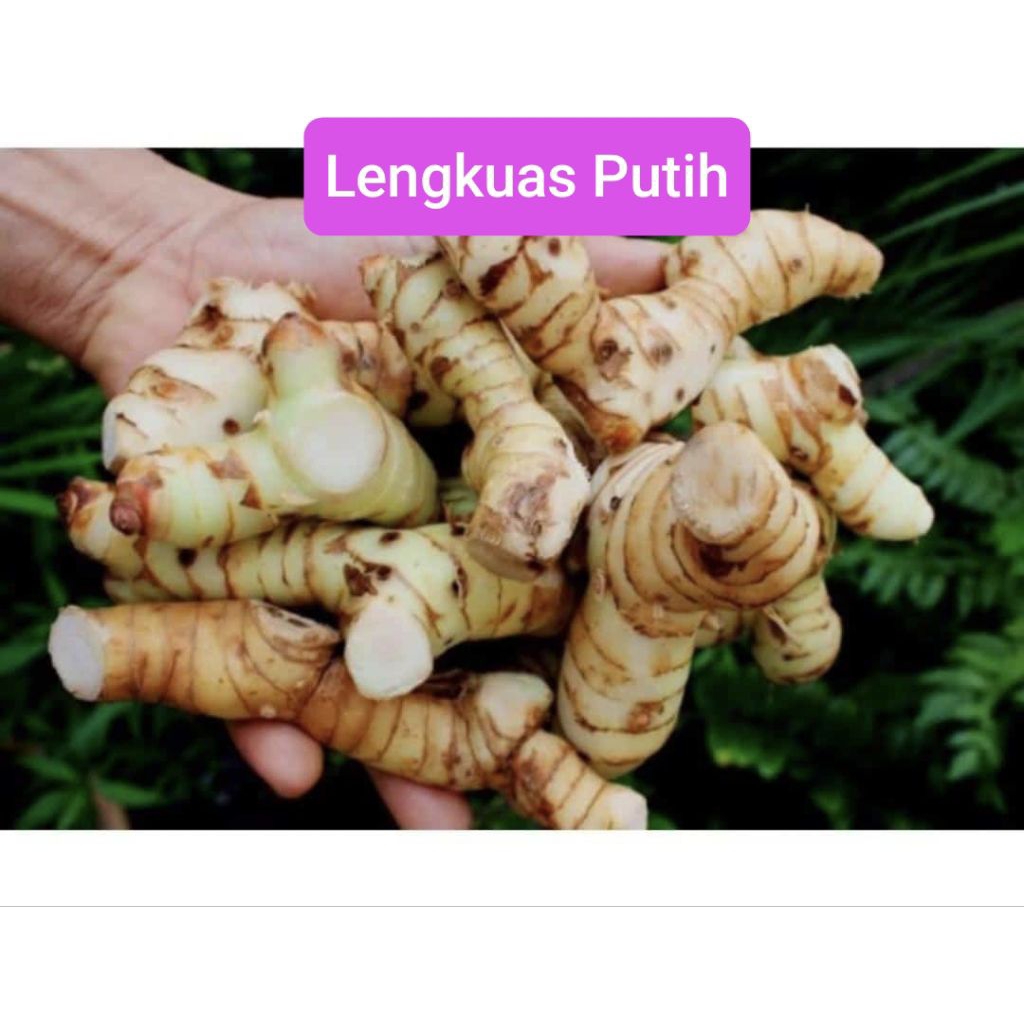 

LENGKUAS PUTIH MURAH