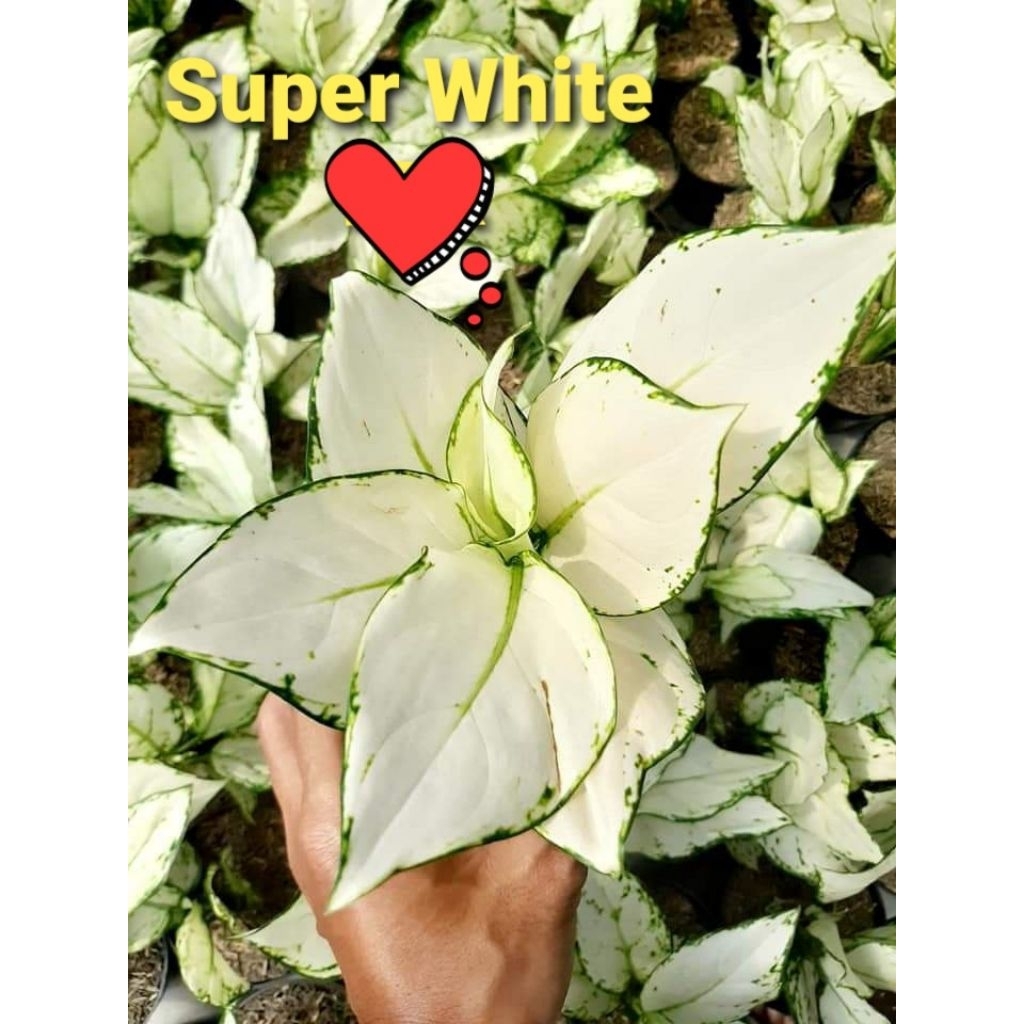 Tanaman Hias Aglonema Super White Bibit Bonggol BERAKAR Bertunas Pasti Tumbuh / Tanaman Hias Bonggol