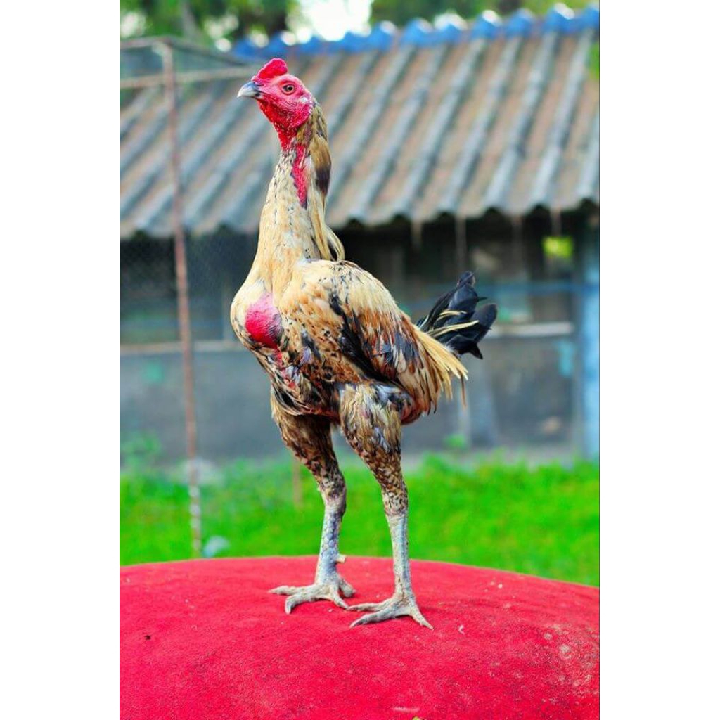 paket hemat 6 telur ayam Pama iq fertil siap buat ditetaskan