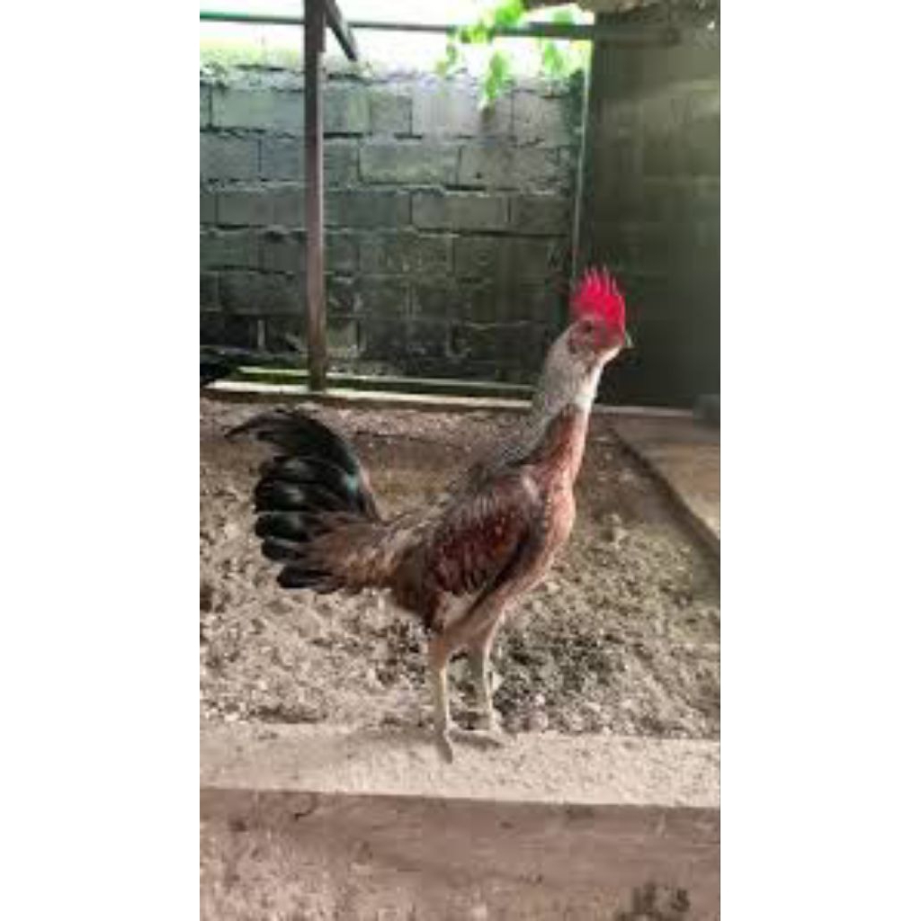 

telur ayam pamangon fertil siap ditetaskan
