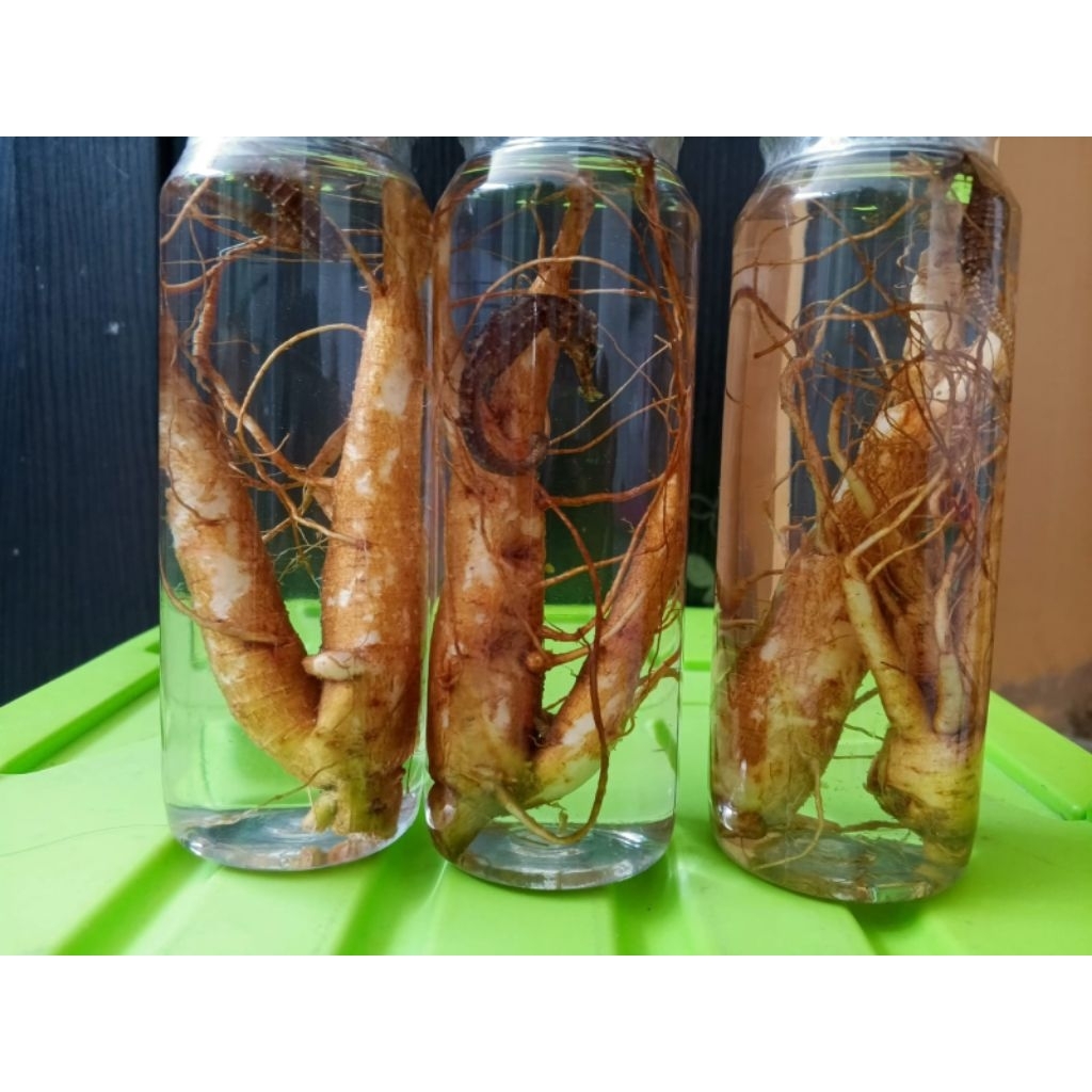 

RENDAMAN GINGSENG PLUS KUDA LAUT LANGSUNG MINUM