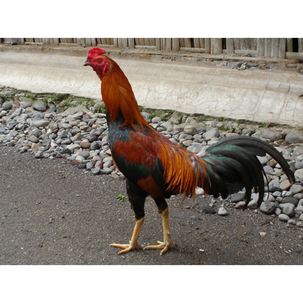 

paket hemat 3 telur ayam kampung super asli fertil siap buat ditetaskan