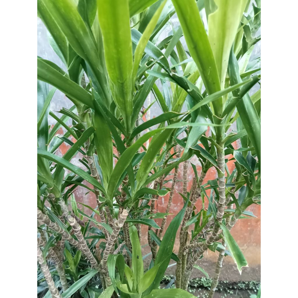 

Daun SUJI 100 lembar