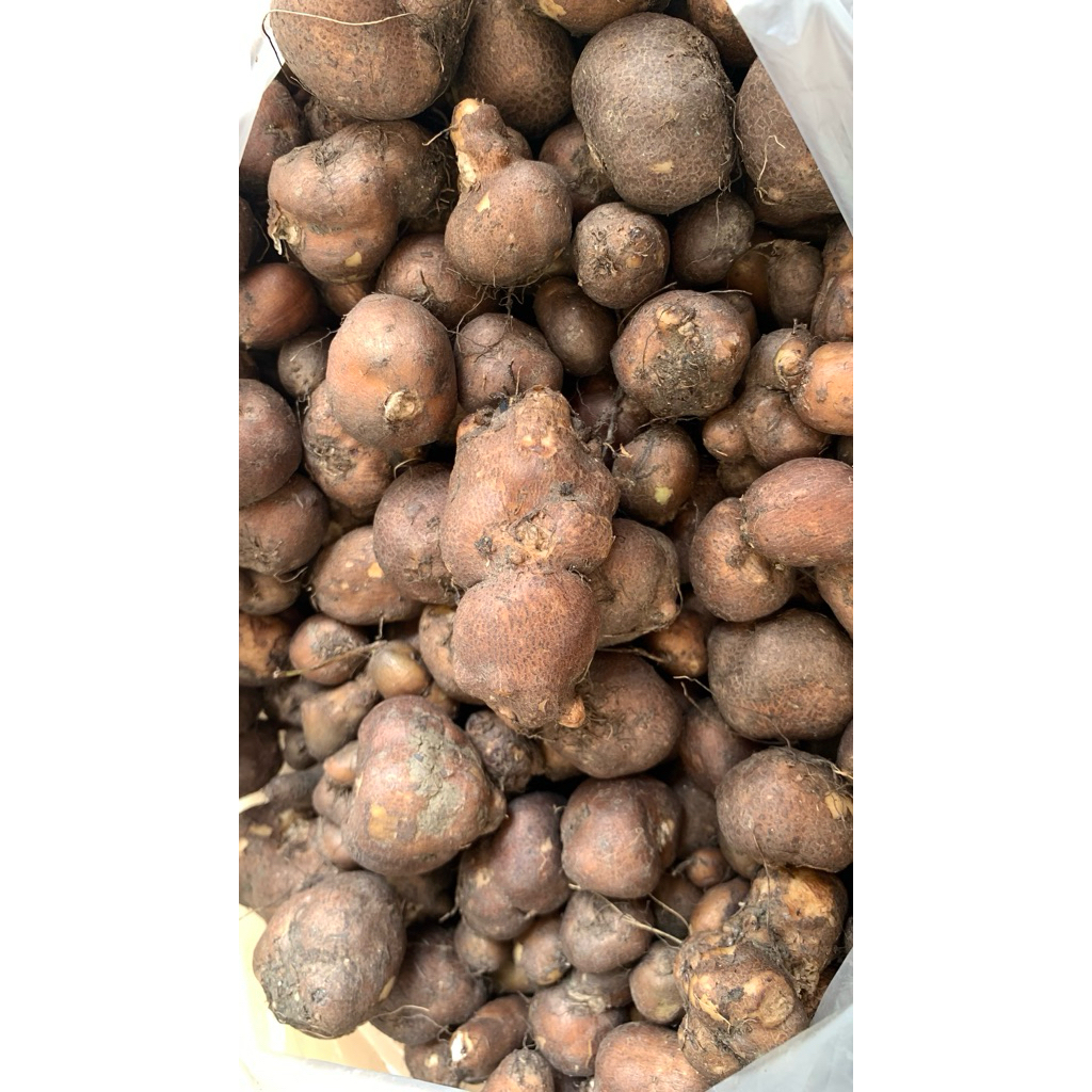 

KENTANG HITAM LOKAL KHAS INDONESIA