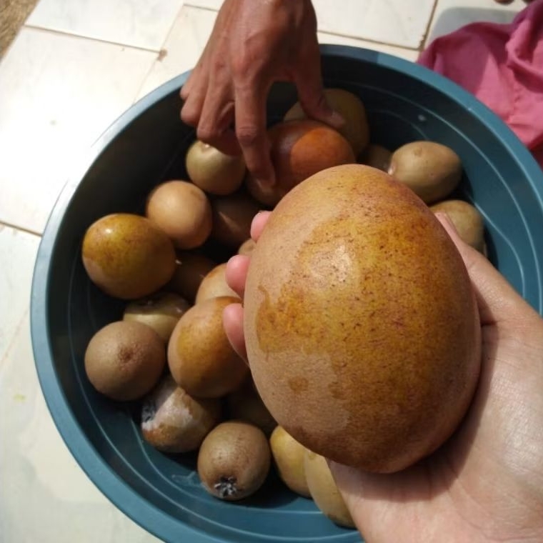 

Buah sawo mentah Segar besar 1kg