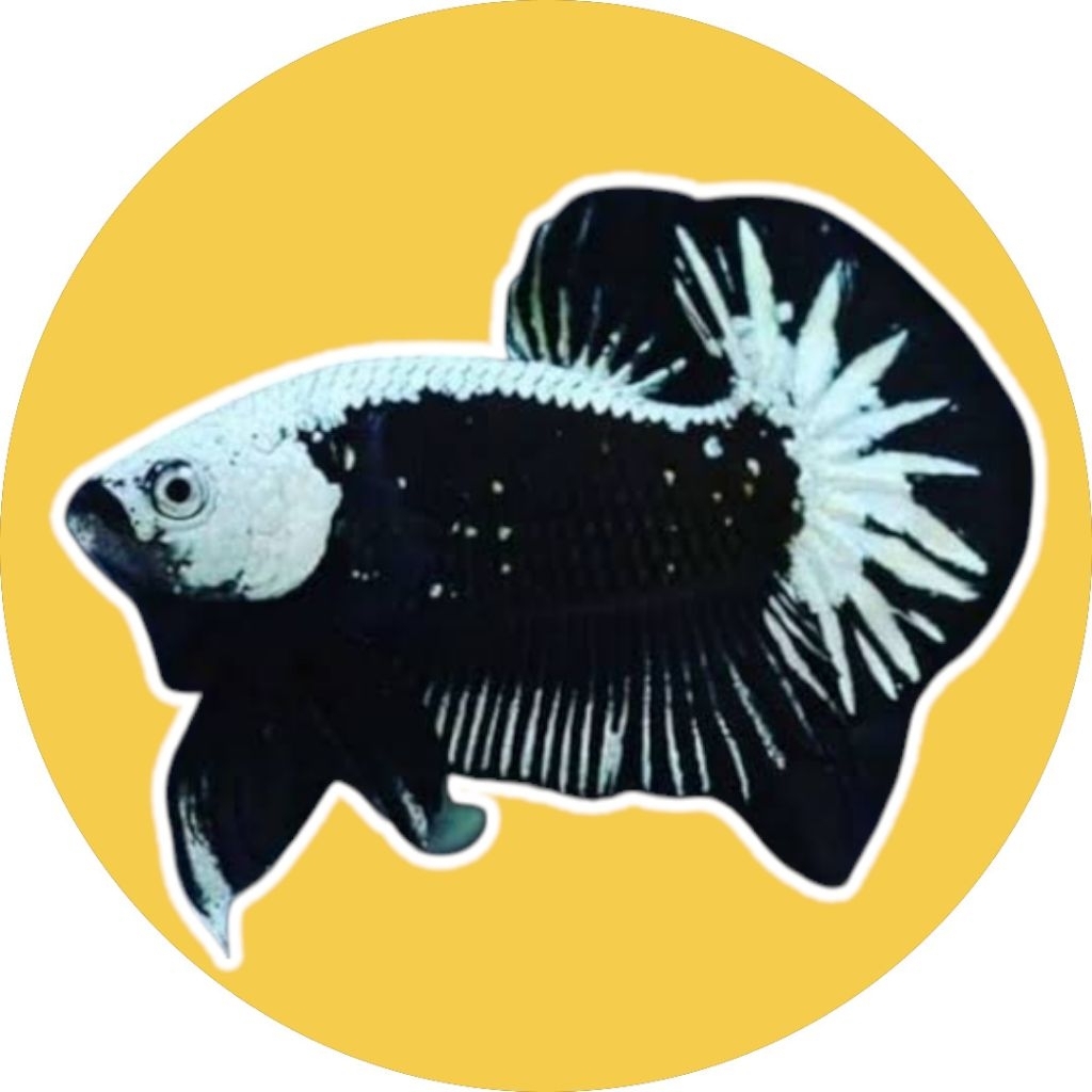 Black Samurai Cupang Betina/Jantan - Pilihan Tepat - Kualitas Terjamin  - Black Samurai Super - Hita