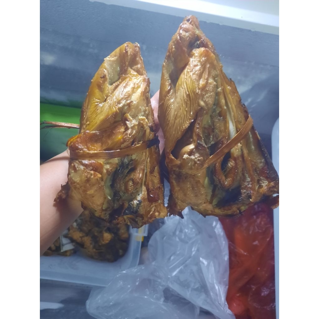 

kepala manyung. kecil