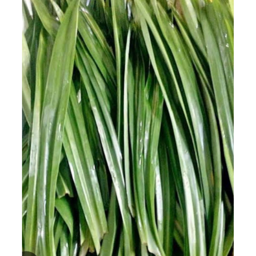 

pandan wangi siap masak