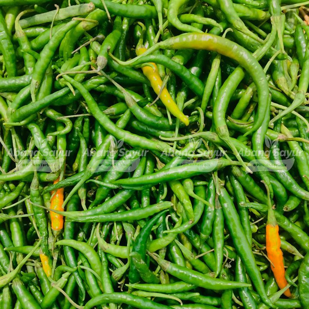 

Cabai keriting hijau 250gr – Kirim Instant Bandung (Fresh Harian) - Pedas ringan, cocok sambal ijo