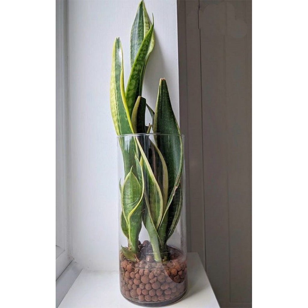 Tanaman hias sansivera, sansivera lidah mertua,sansivera kuning