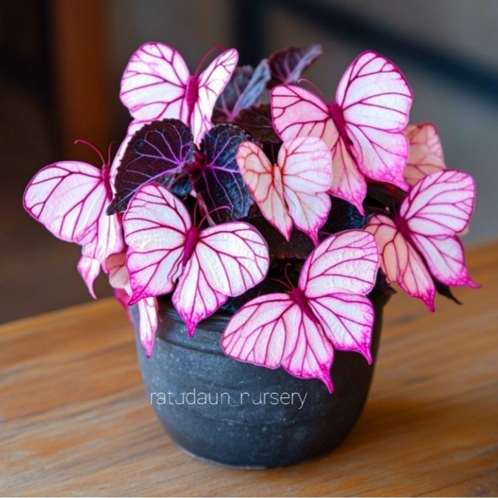 Paling Murah Tanaman Hias Keladi Thai Series Butterfly Bunga Hias Keladi Caladium Anakan Murah Merah