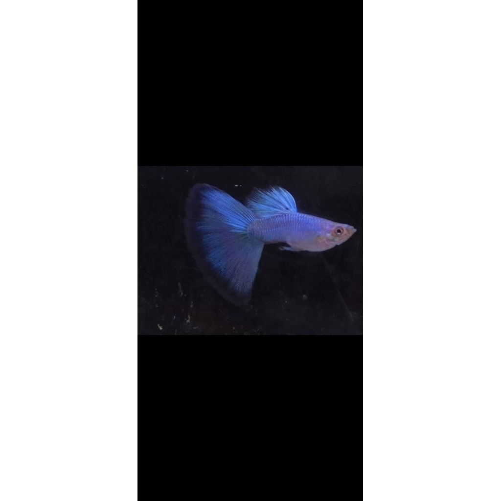 hiasan akuarium singa blue tail