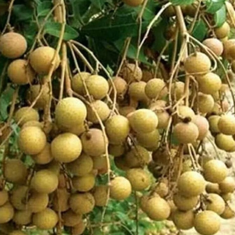 Bibit Kelengkeng Diamond River Murah ( Beli 5 Gratis 1 ) Seedling