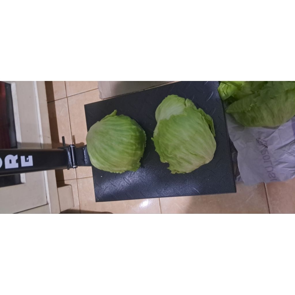 

JUAL LETTUCE 2KG