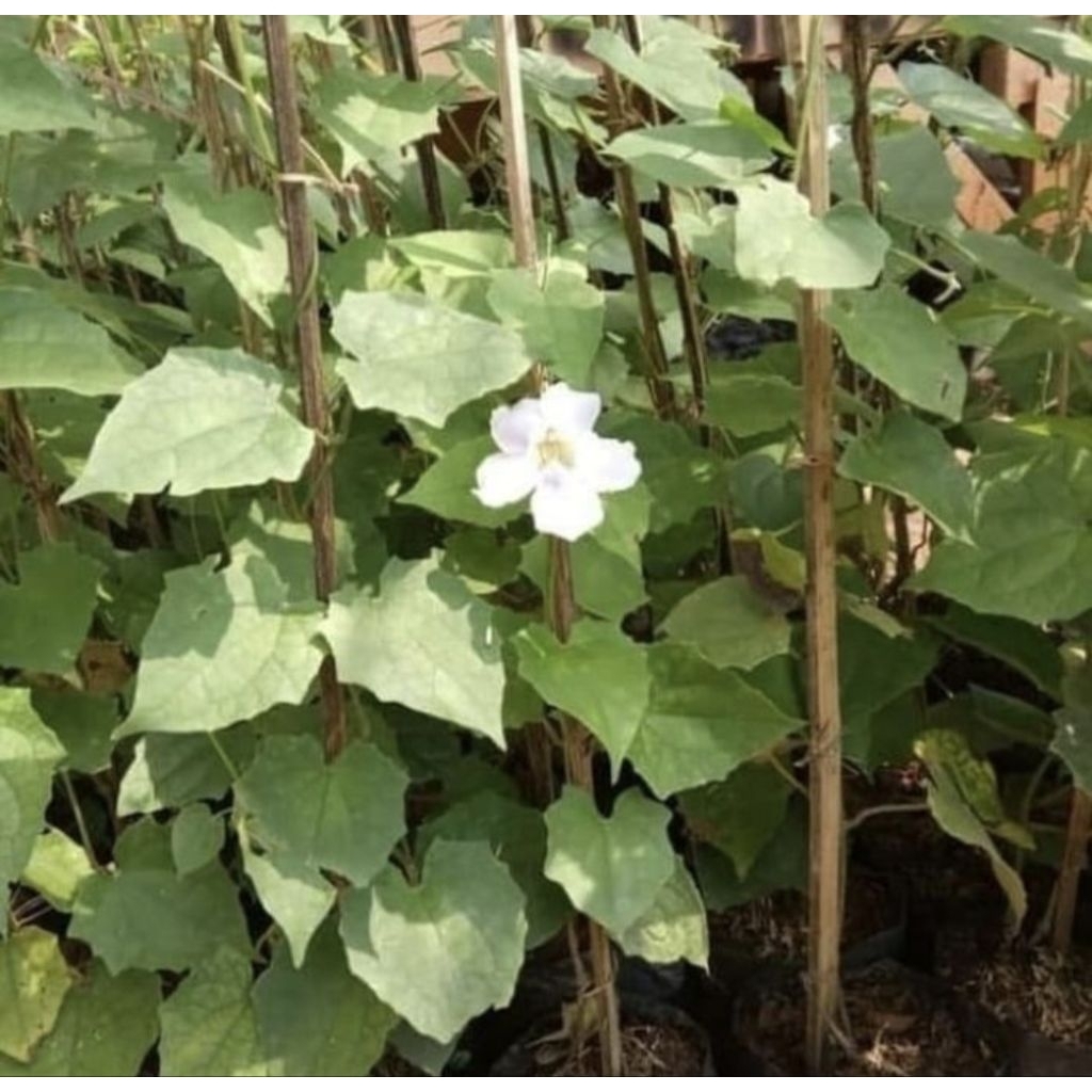 Pohon Tumbergia Bunga Putih Tanaman Rambat Thumbergia Bunga Putih