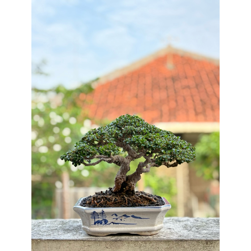 bonsai Sancang mame