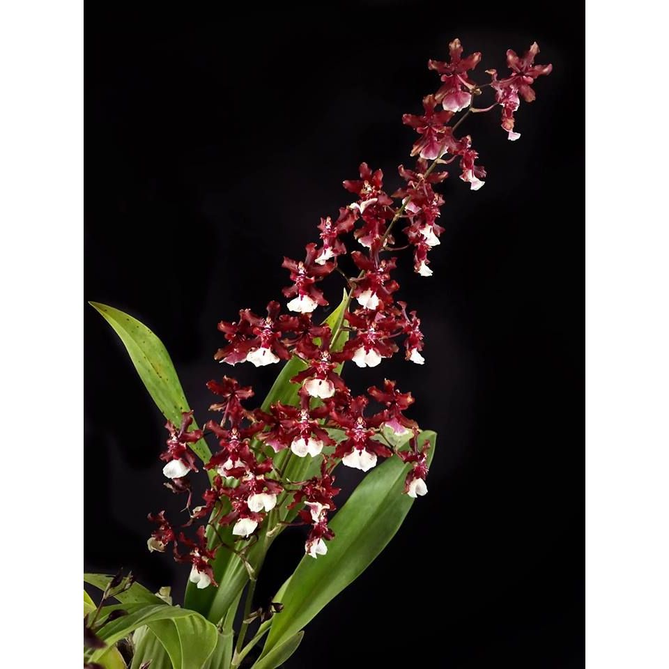 PAKET HEMAT Oncidium 2 & 3