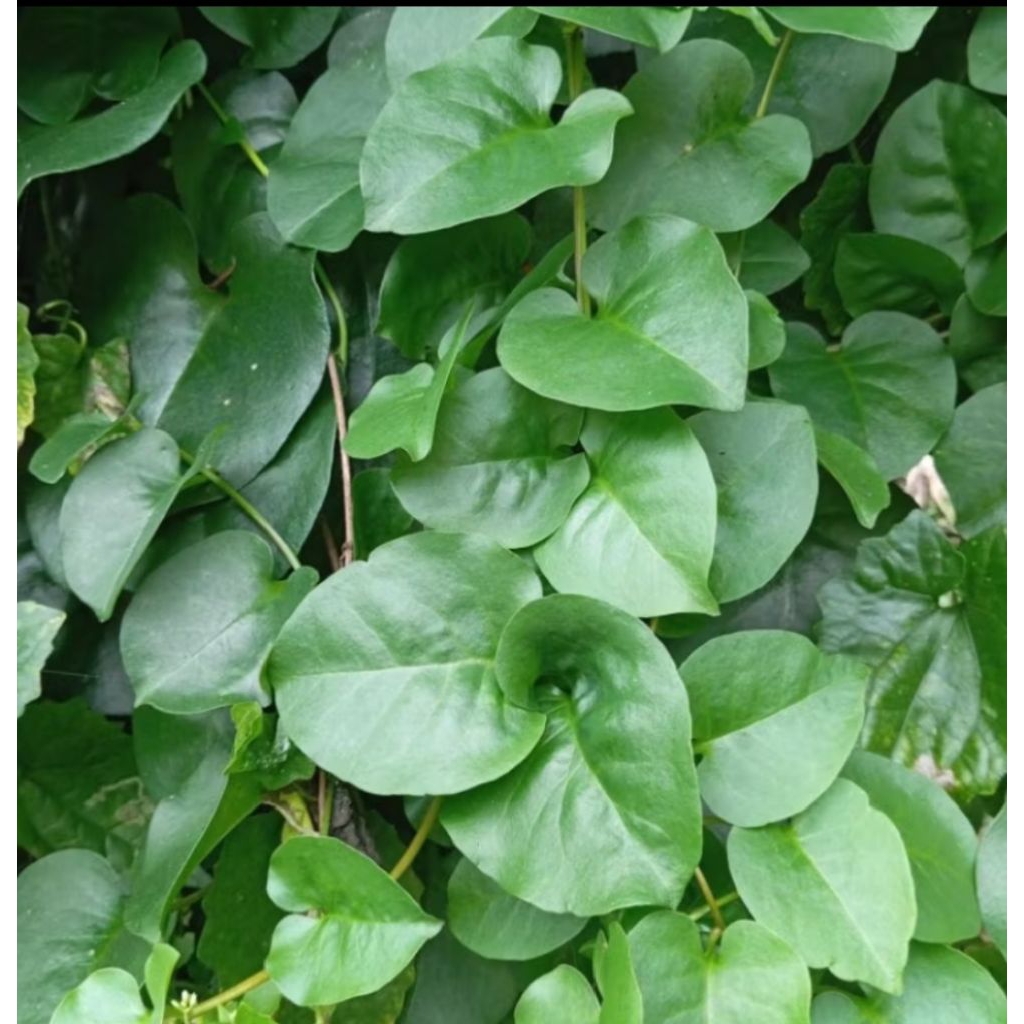 

500 gram daun binahong hijau harga promo dan murah