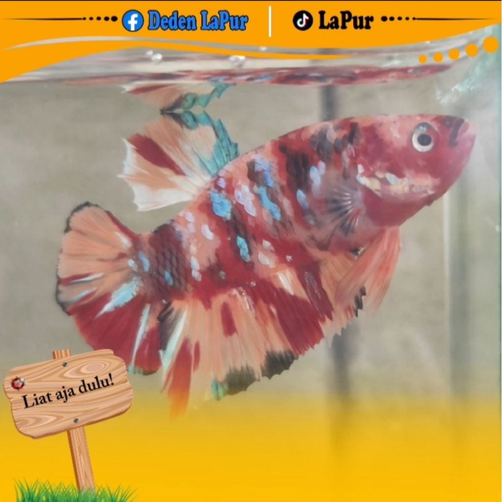 plakat Nemo multi galaxy