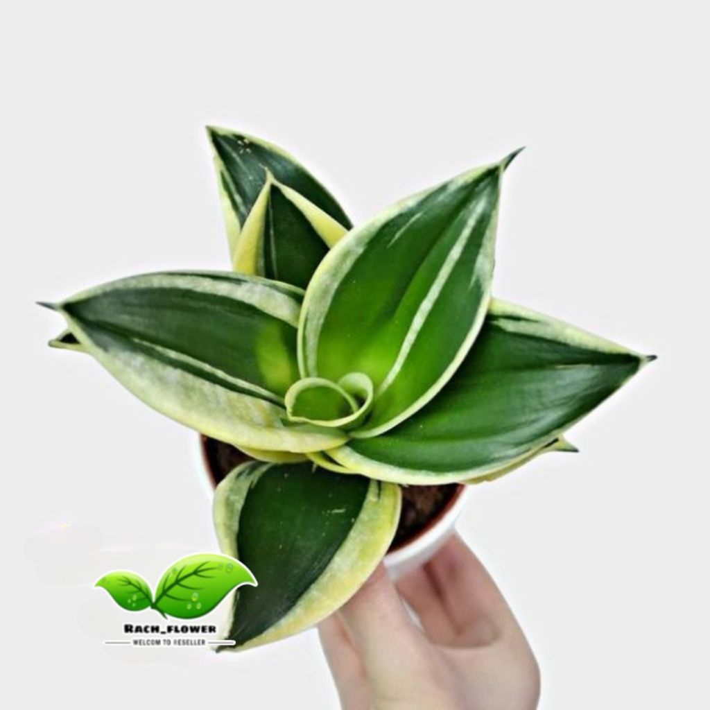 tanaman hias sansivera mini Pagoda - Sansivera Pagoda-Sensivera Pagoda