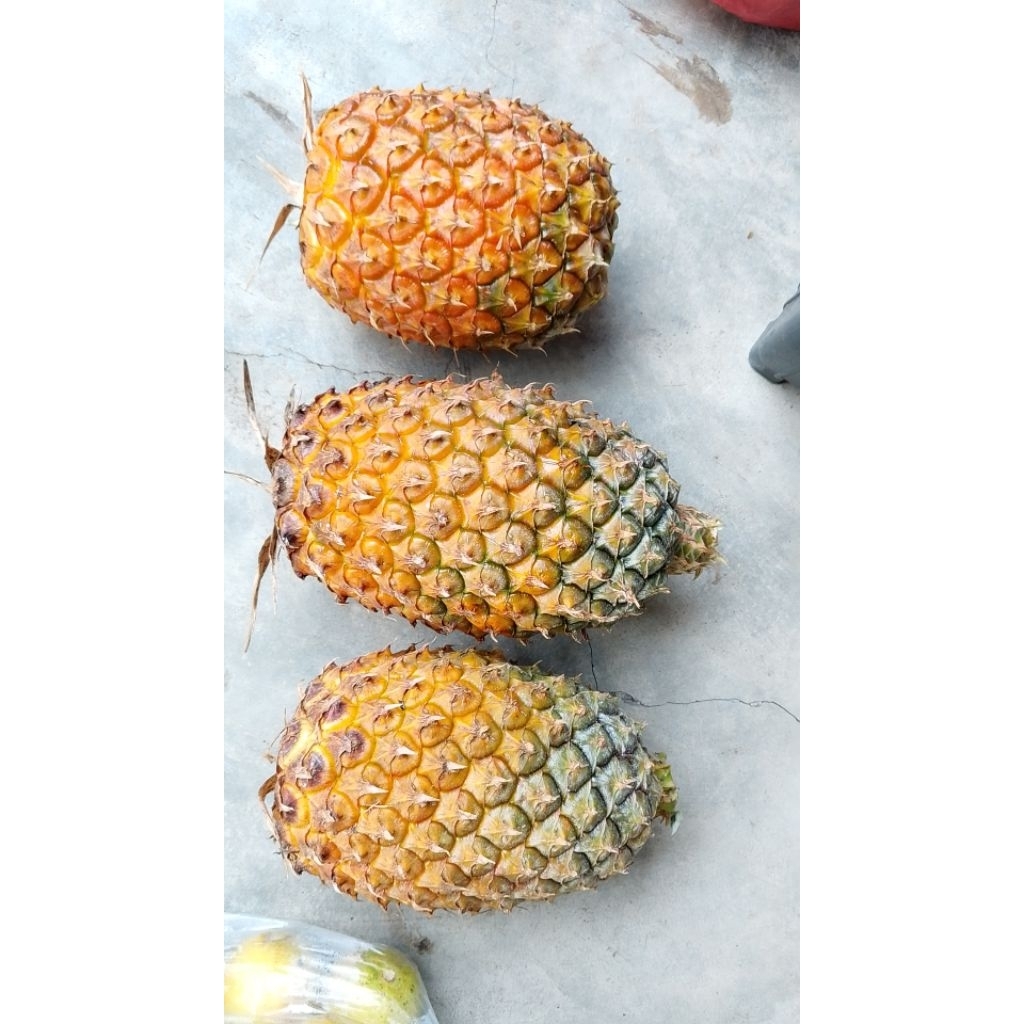 

Nanas madu sipahutar