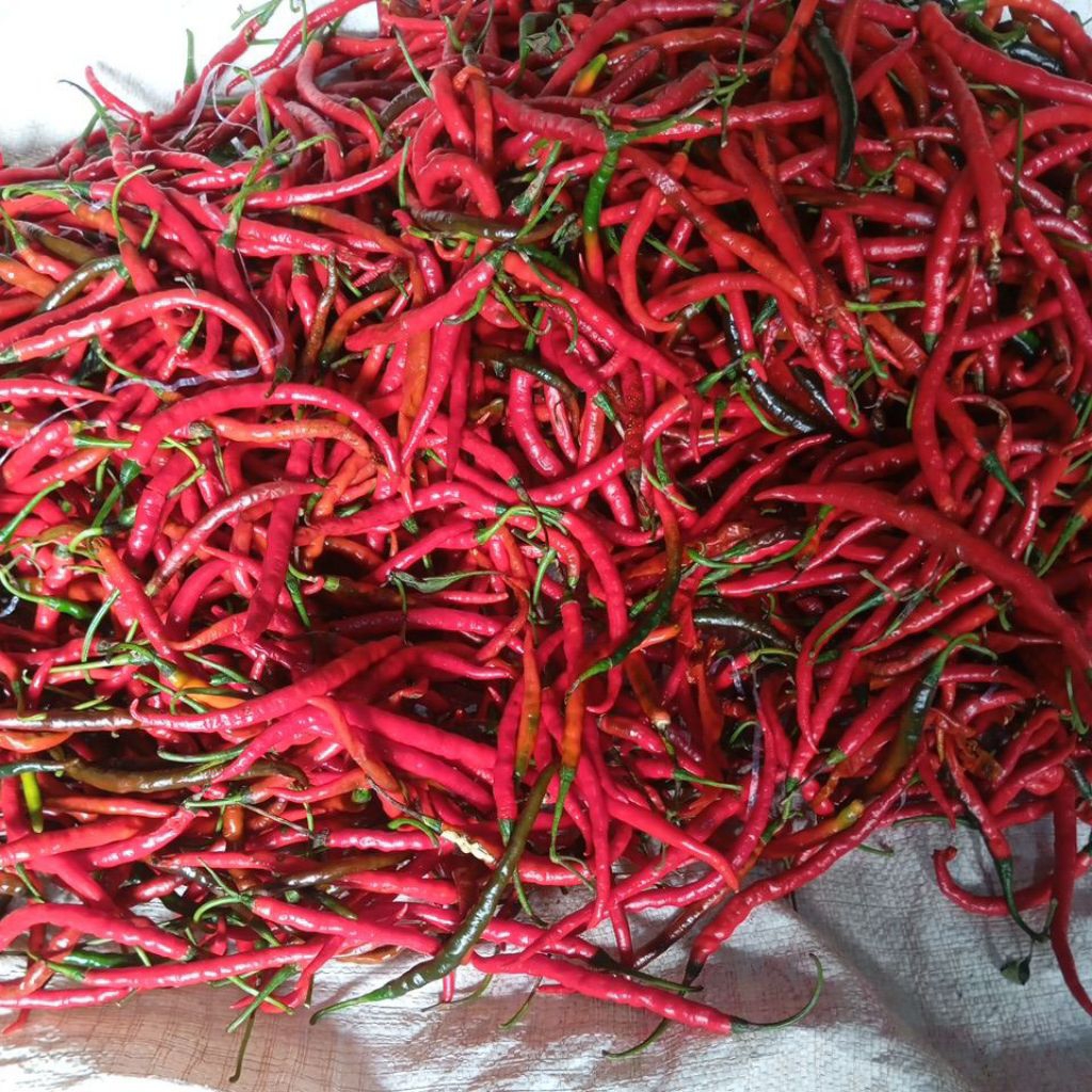 

CABE MERAH KERITING 500 GR