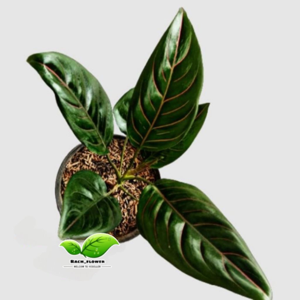 Aglonema rotundum - tanaman hias aglonema rotundum