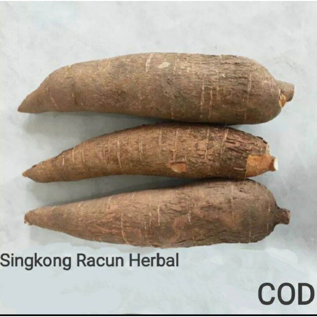 

singkong racun sapi kuru 1 kg singkong kerikil herbal alami