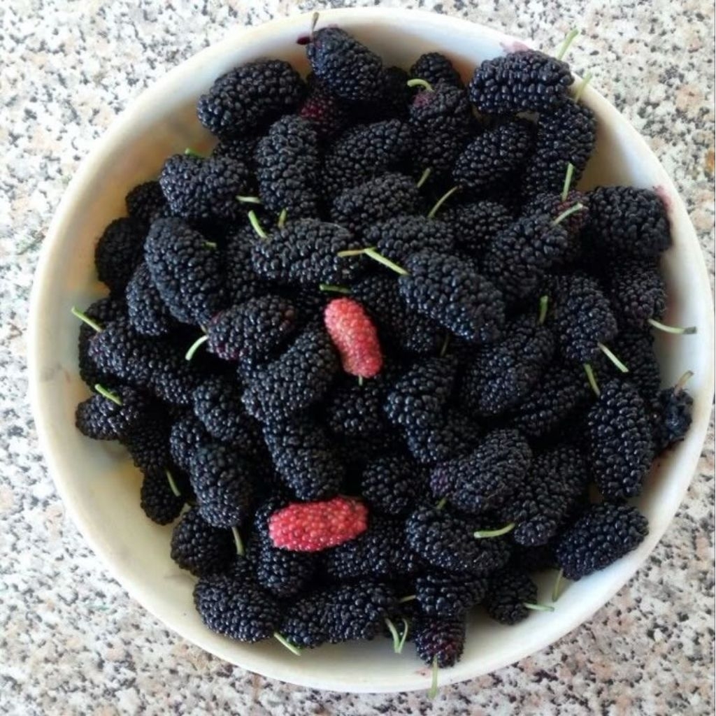 

Murbery Fresh 1kg