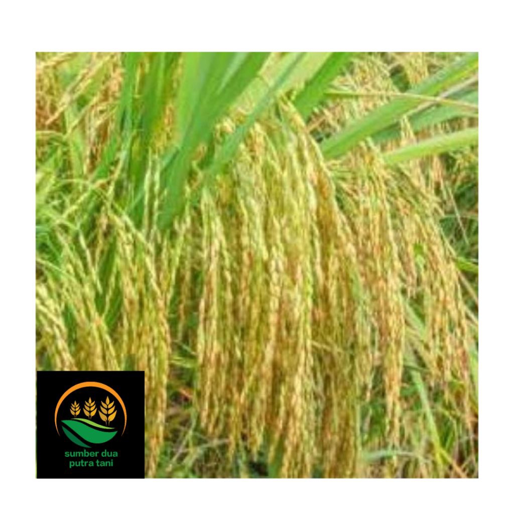 BENIH PADi CIHERANG SS SUPER KEMASAN 5 KG KUALITAS UNGGUL