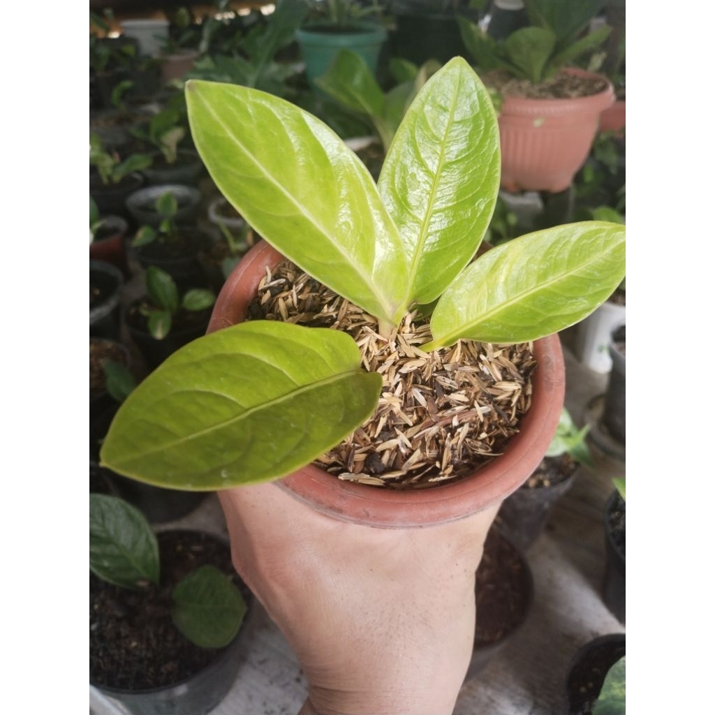 anthurium mangkok golden varigata