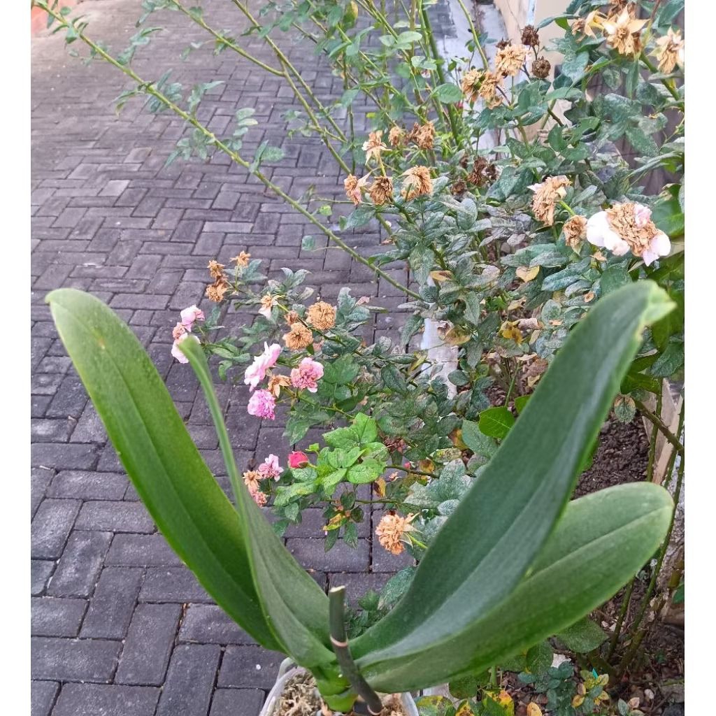 Anggrek Bulan Pasca Berbunga