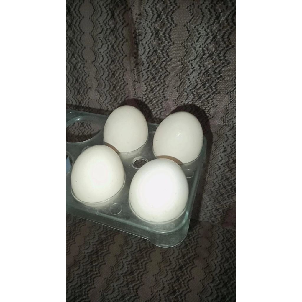 

Telur Ayam kampung jawa