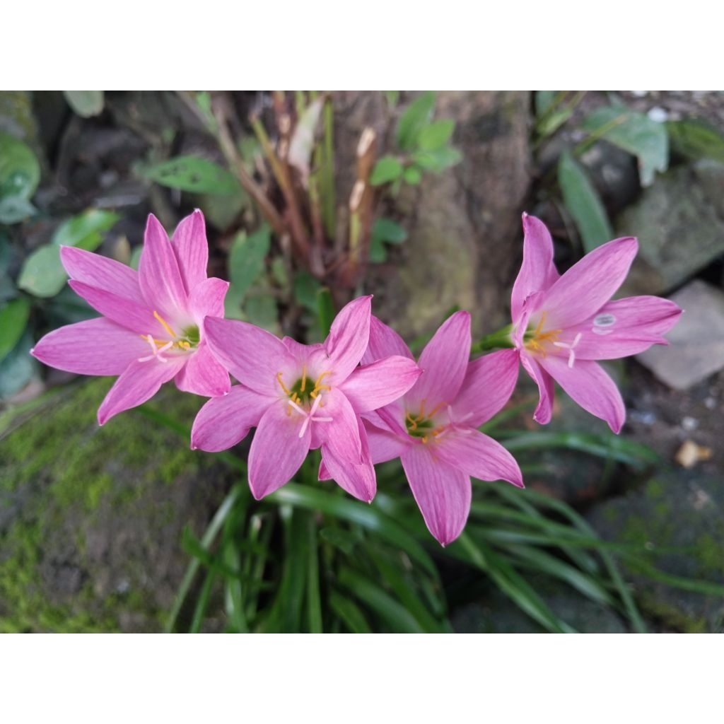 Bunga/Tanamanhias Lili Hujan Merah Muda.