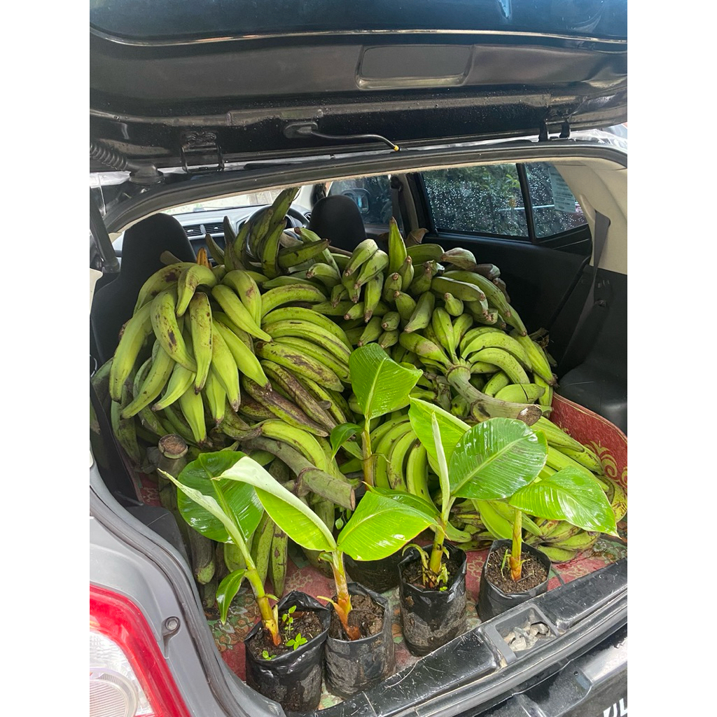 

Buah Pisang Tanduk Madu 2KG Isi 6 ASLI WONOSOBO (SUPER JUMBO)