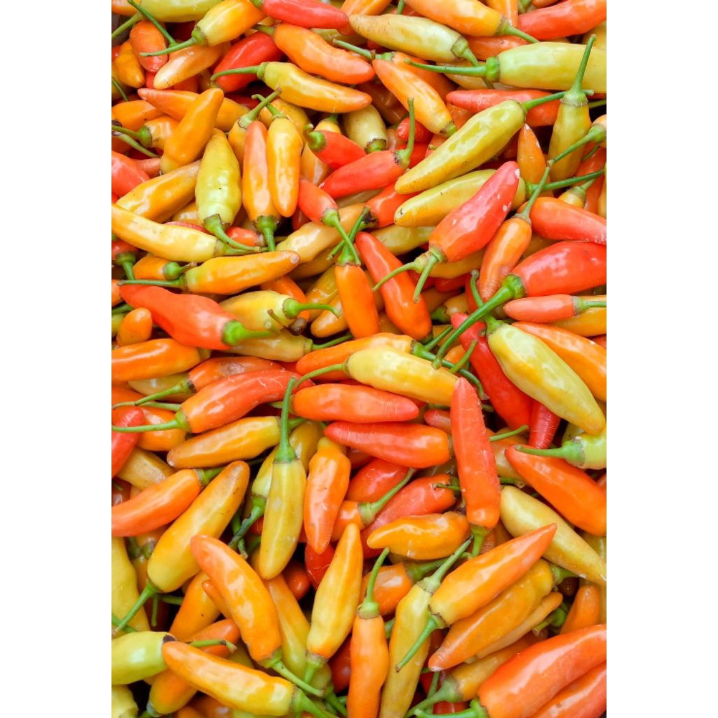 

Cabai rawit ORI fresh 1 kg